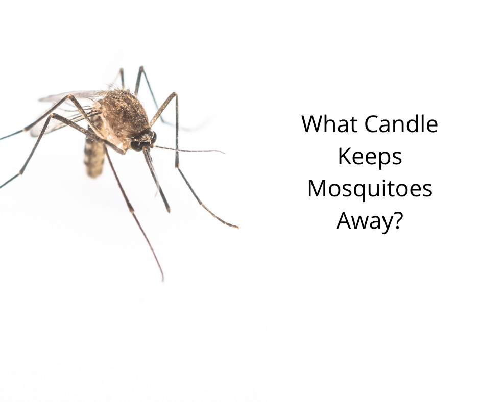 What Candle Keeps Mosquitoes Away?