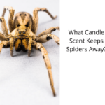 What-Candle-Scent-Keeps-Spiders-Away