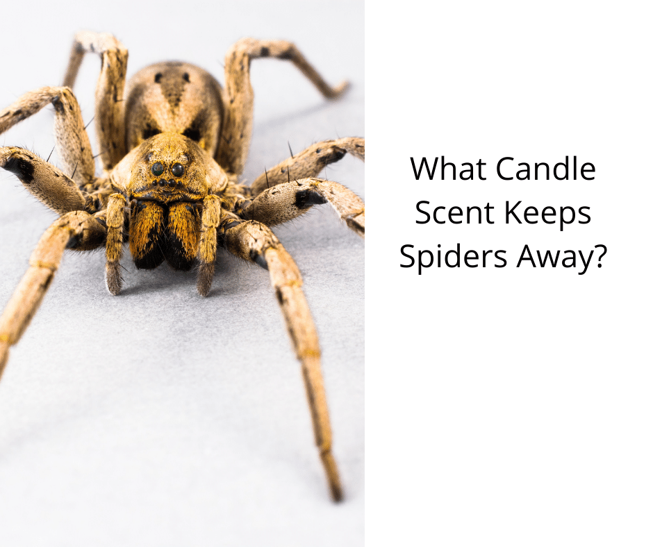 What Candle Scent Keeps Spiders Away?