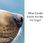 What Candle Scents Are Bad For Dogs?