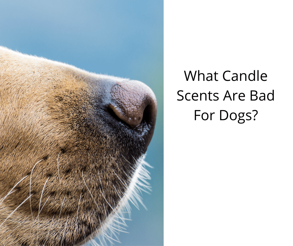 What Candle Scents Are Bad For Dogs?