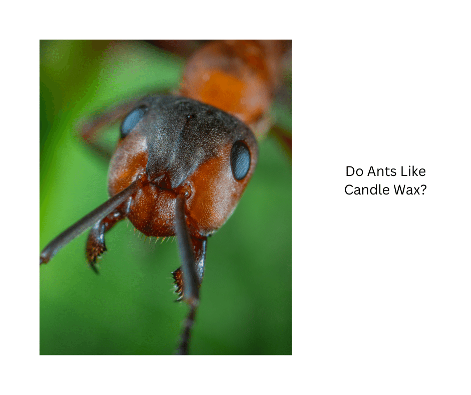 Do Ants Like Candle Wax?