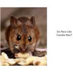 Do-Rats-Like-Candle-Wax