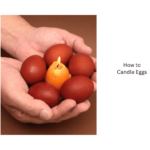 How-to-Candle-Eggs