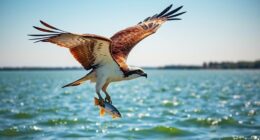 osprey s waterway return