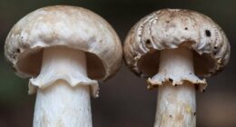 distinguishing healthy vs problematic wicks