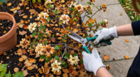 5 Shrubs To Prune In October For Healthier Growth And Better Blooms Next Year